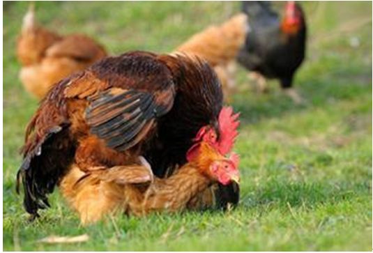 深度揭秘鸡是怎么受精的