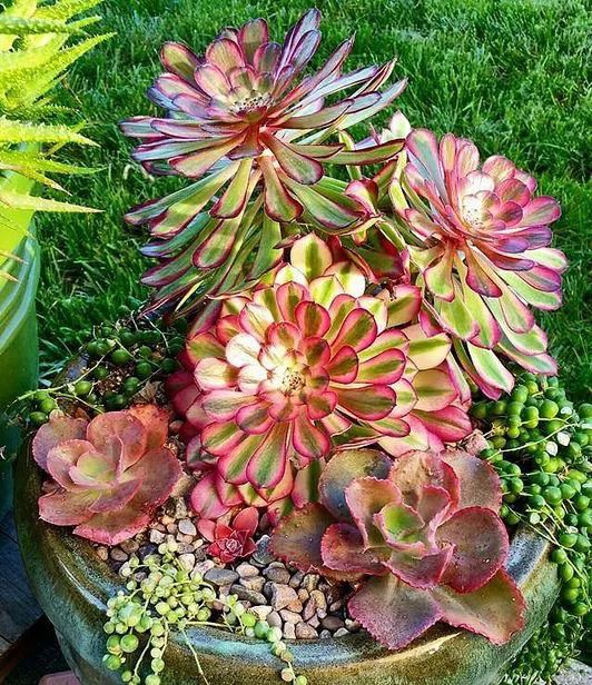 养肉注意事项及养殖方法,蚧壳虫最好的解决方法