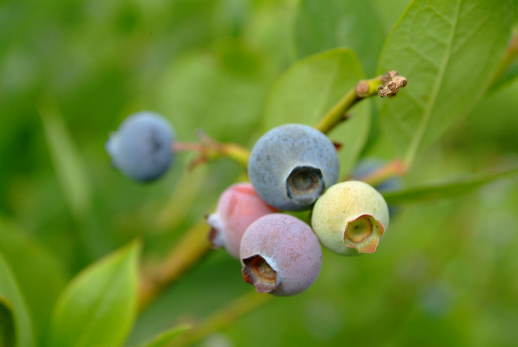 蓝莓是著名的什么果,蓝莓特色产品简介