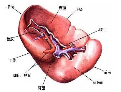 脾虚肾虚肝郁气虚血虚怎么治疗,肾虚脾虚最有效方法