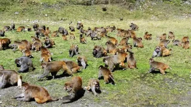 四川青城山景区免票,四川对浙江省免票的旅游景区