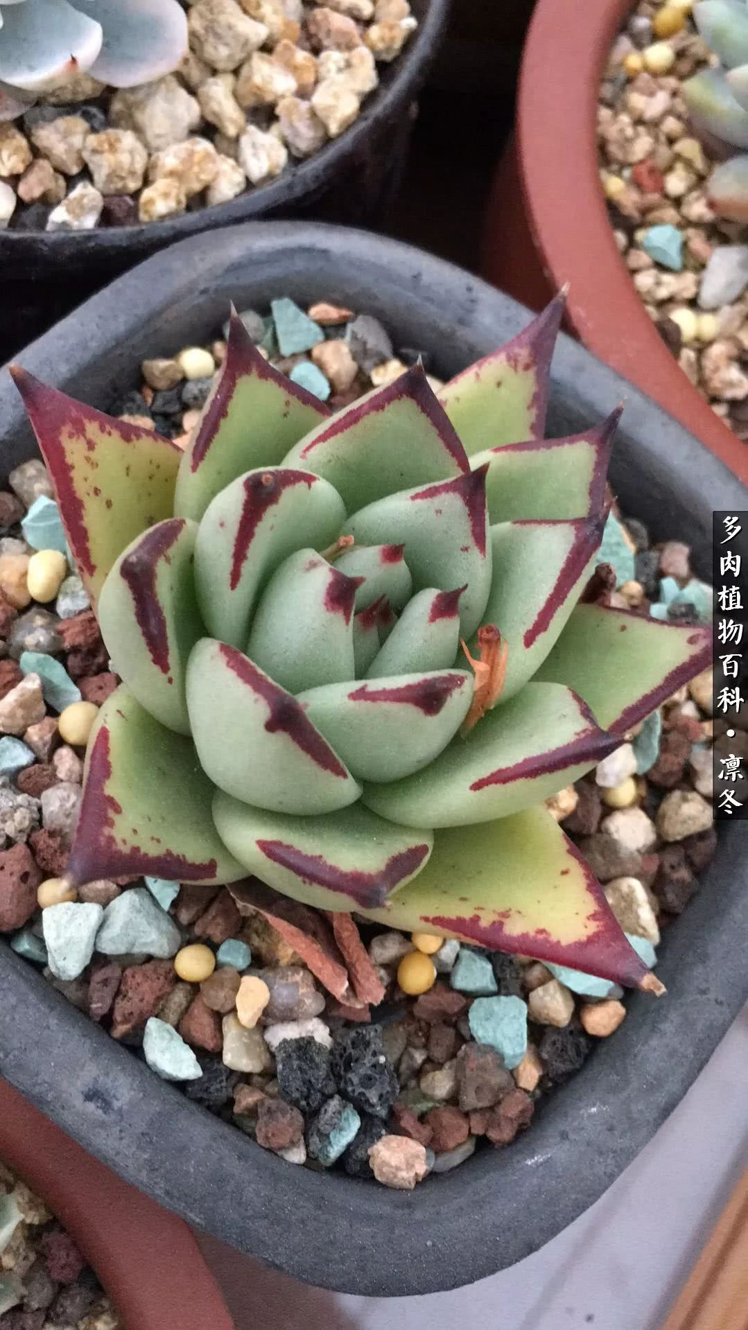 一入装修深似海从此钱包是路人,一入花坑深似海从此钱包成路人