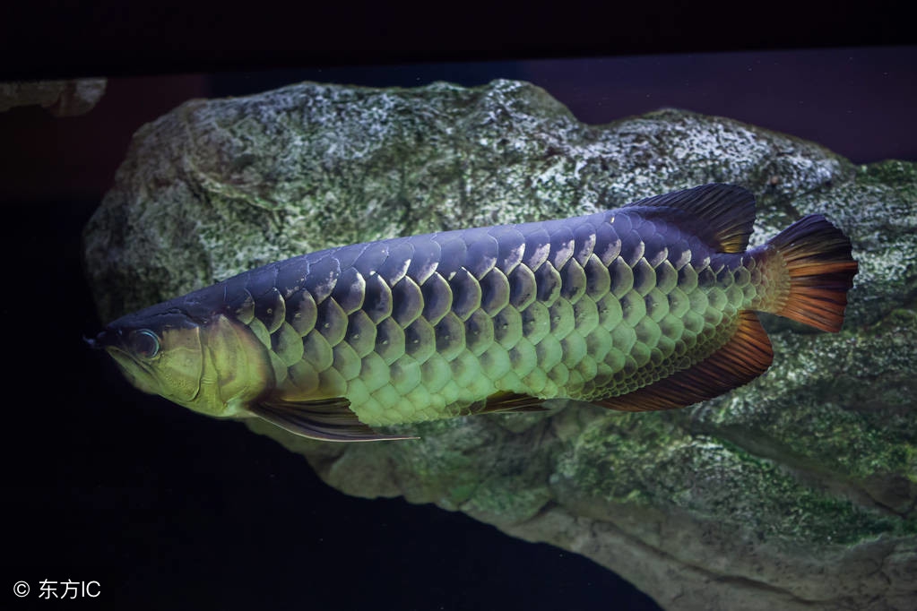 龙鱼繁殖为什么难,龙鱼容易出现的问题