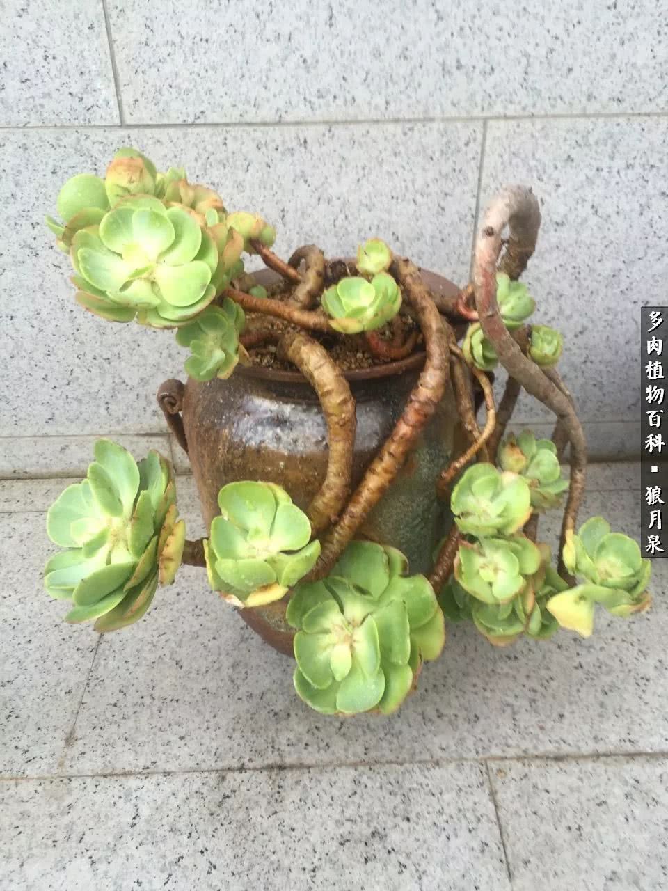 多肉度夏的前期准备,多肉度夏前杀菌