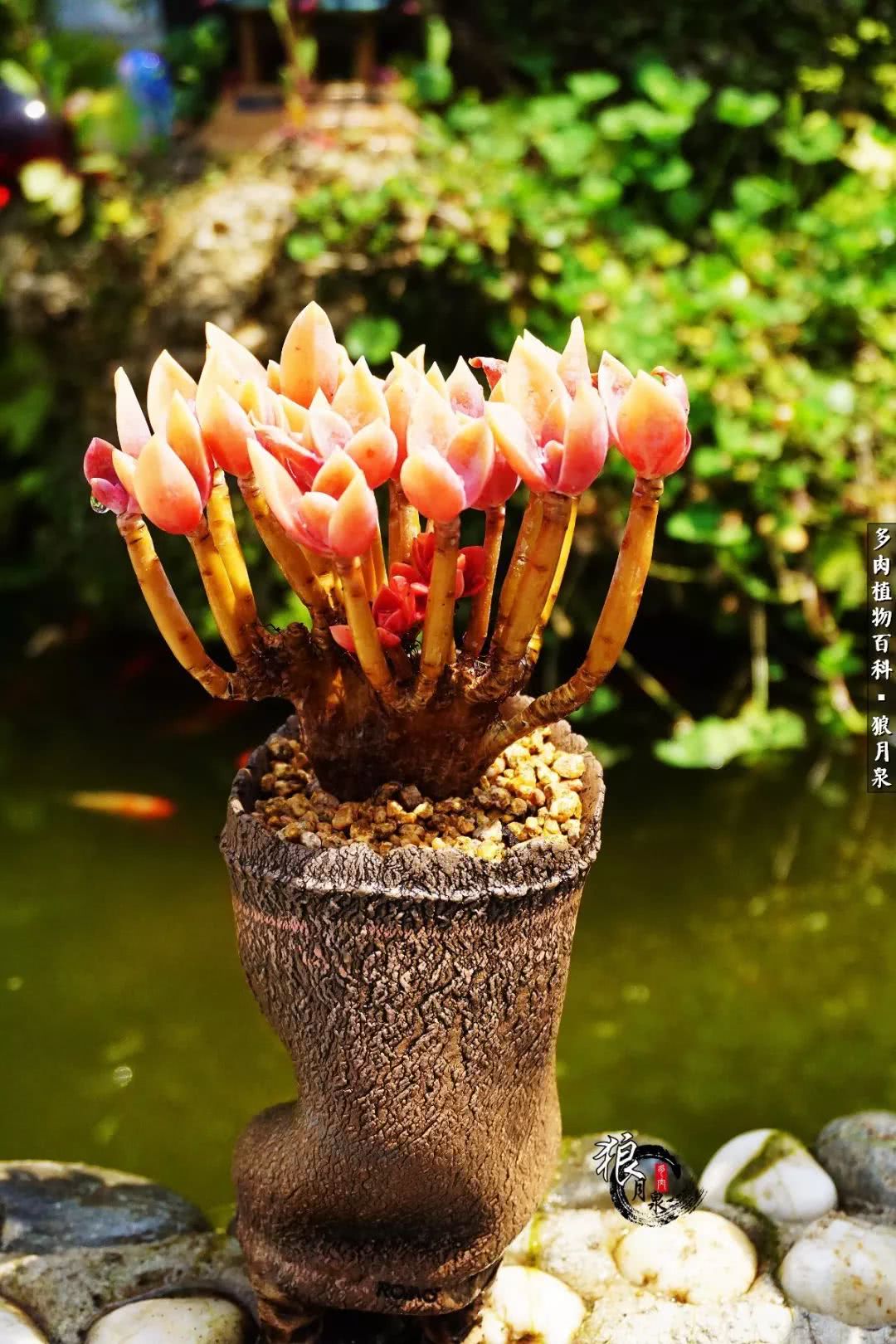 多肉度夏的前期准备,多肉度夏前杀菌