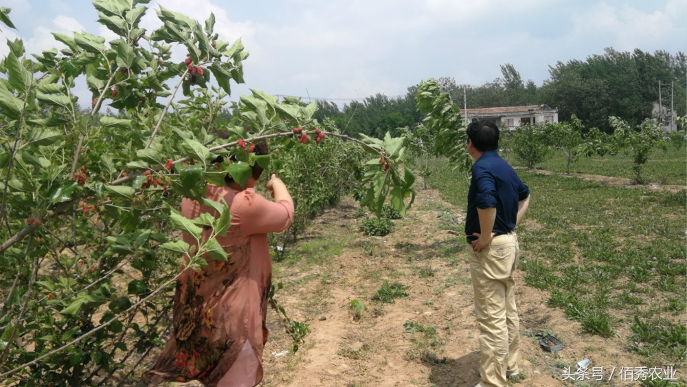 人工种植野生桑葚,野生桑葚树图
