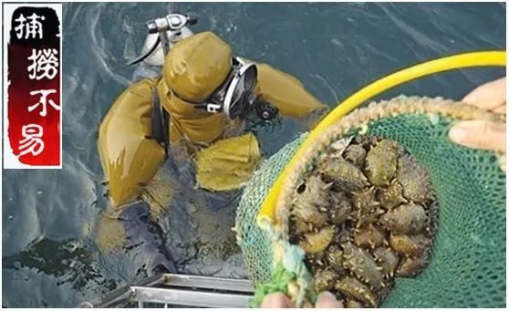 揭秘海参内幕,海参市场的真实现状