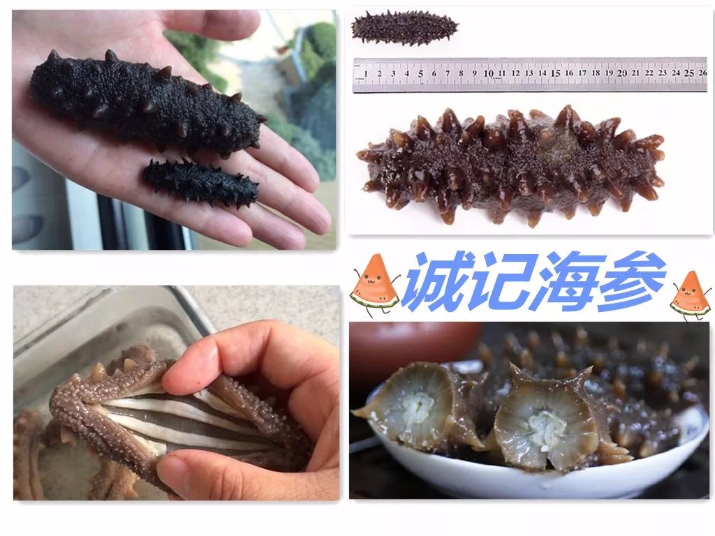震惊正宗海参竟卖这么低的价格,海参价格良心到爆