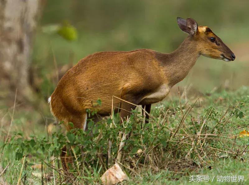 是鹿而非鹿的动物-麂
