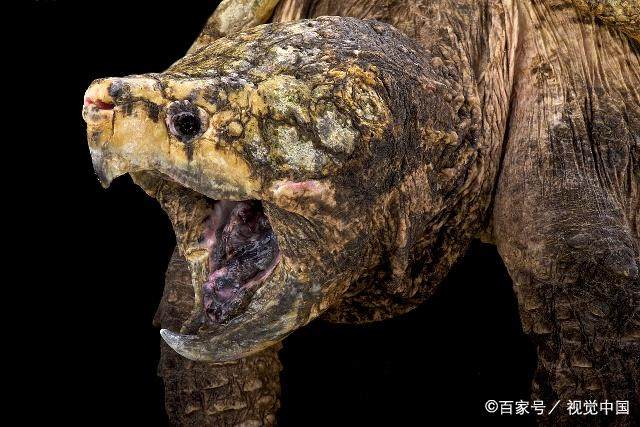 鳄龟为什么不能随便放,鳄龟不要随便放生