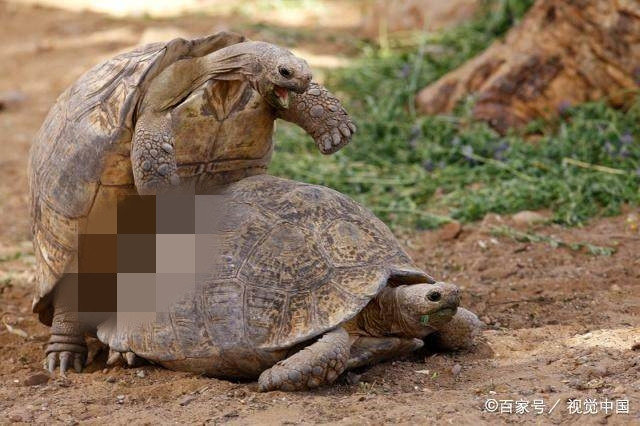 新手养龟推荐龟粮,养龟新手