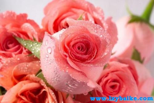 白色玫瑰和粉色满天星花语,粉色玫瑰的花语是什么意思