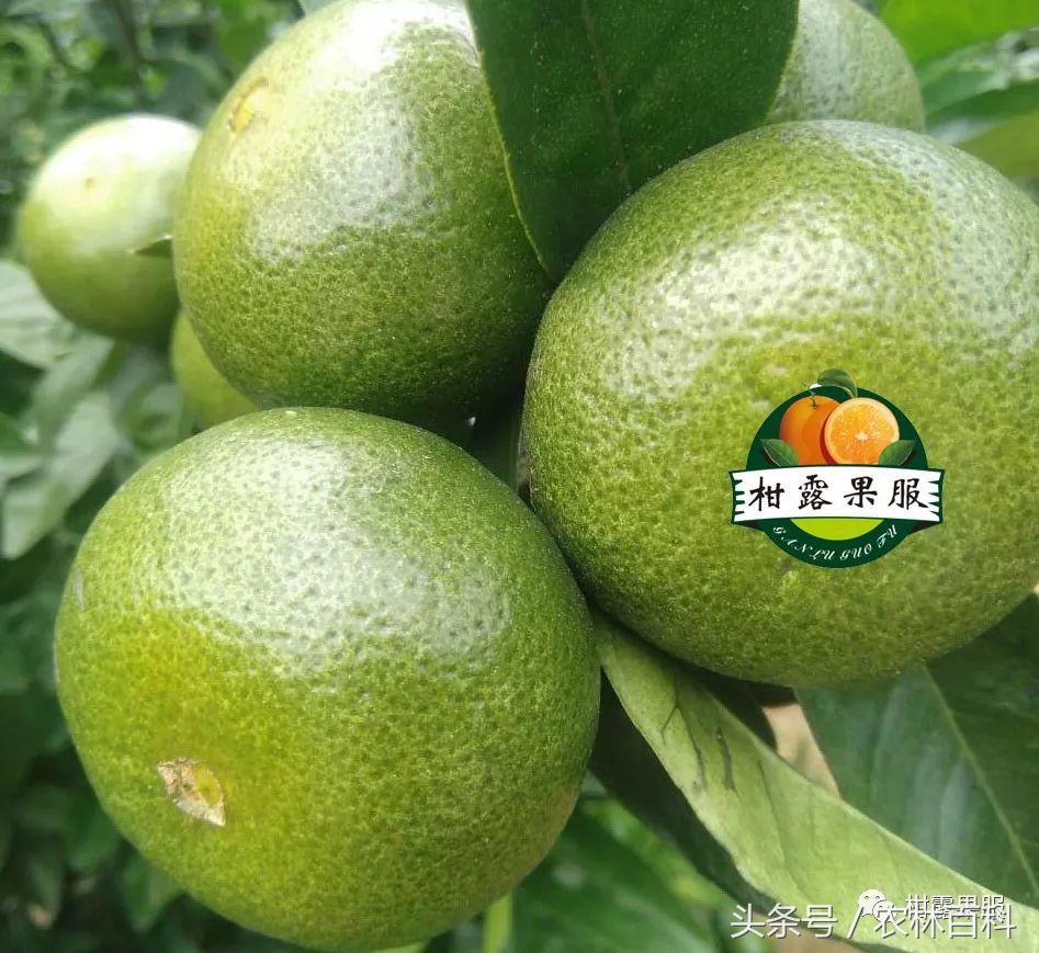 沃柑病虫害预防用药方案,沃柑果树病虫害防治怎么用药