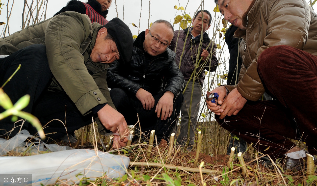 要想成功将果树嫁接成活，不了解这个原理，还能嫁接成活算是运气