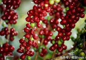 哥伦比亚咖啡特调,香醇的咖啡哥伦比亚