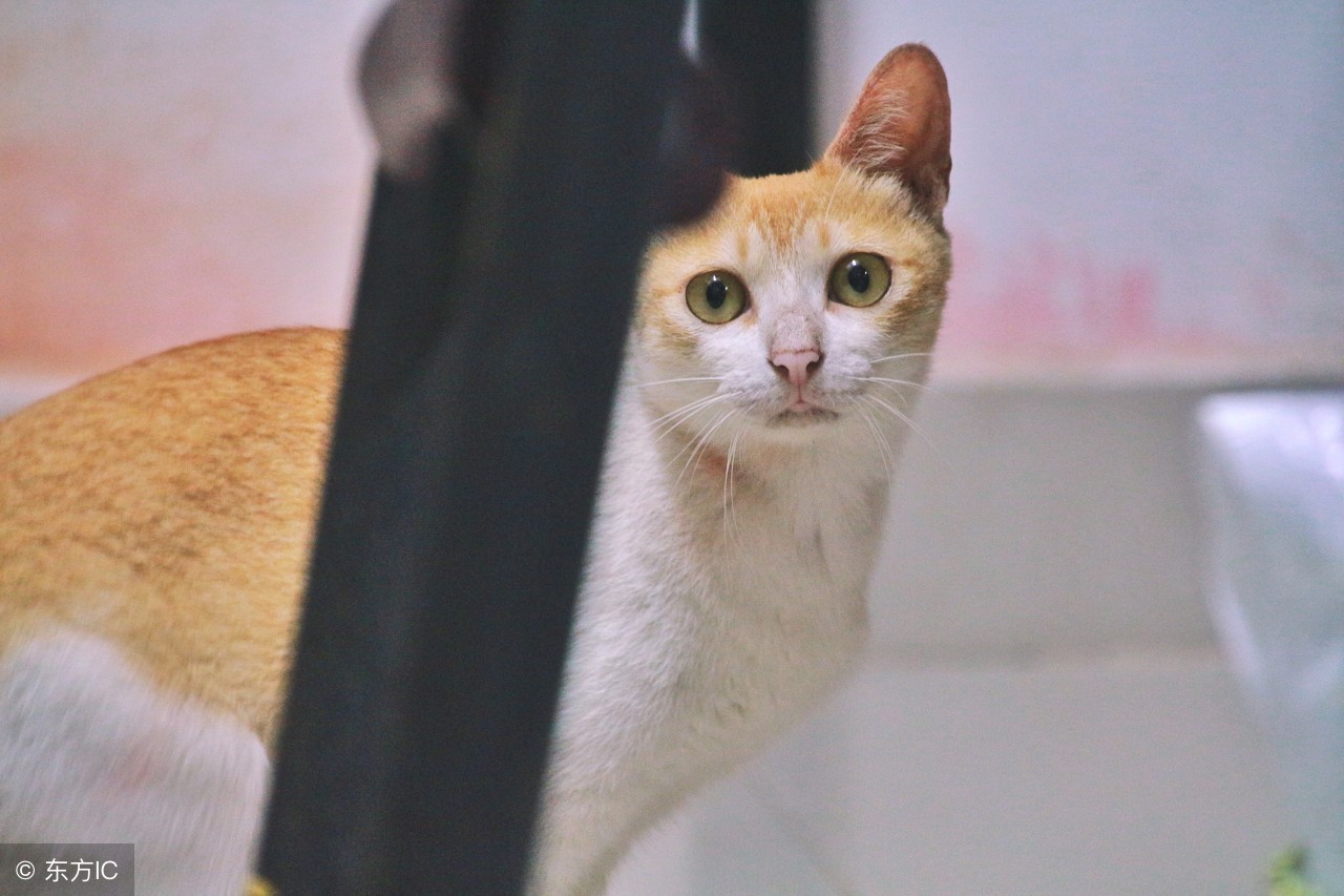 最新早上好图片鲜花带字微信朋友圈早安一句话心情短语