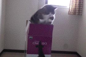 眼皮跳是左眼跳财还是右眼跳灾,眼皮跳真的是左眼跳财右眼跳灾