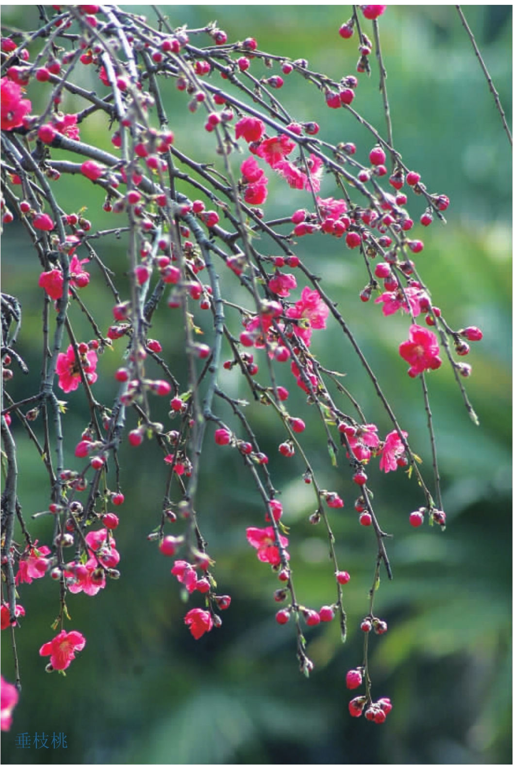 观赏桃花树盆栽种植方法,观赏桃花怎样扦插繁殖