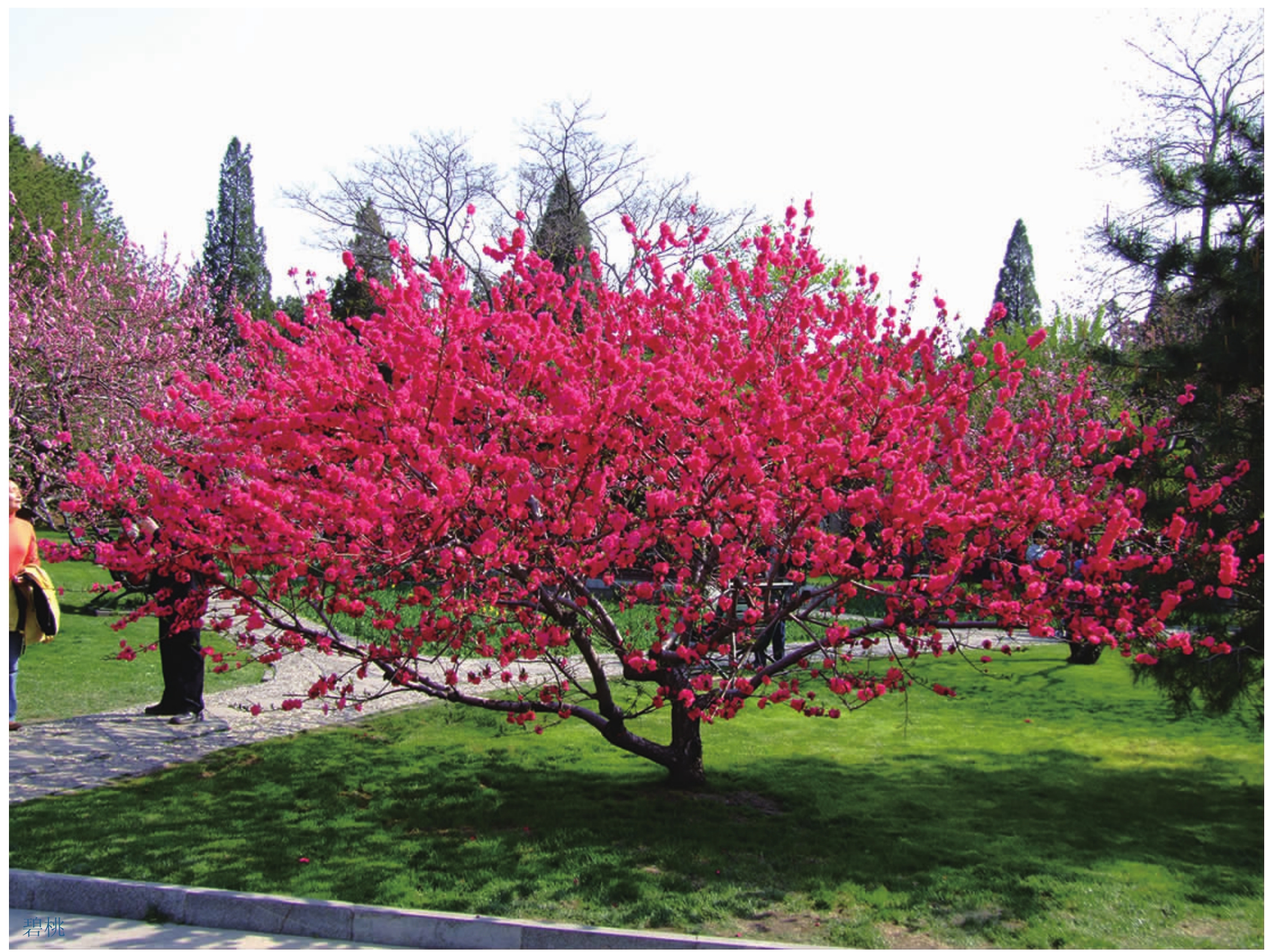 观赏桃花树盆栽种植方法,观赏桃花怎样扦插繁殖