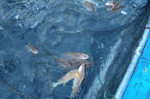 最好吃的烤鱼做法教程及配方,正宗烤鱼的做法和配方视频