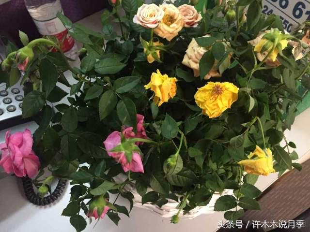 月季顶端新芽发软是什么原因,月季新芽萎蔫老叶正常是怎么回事