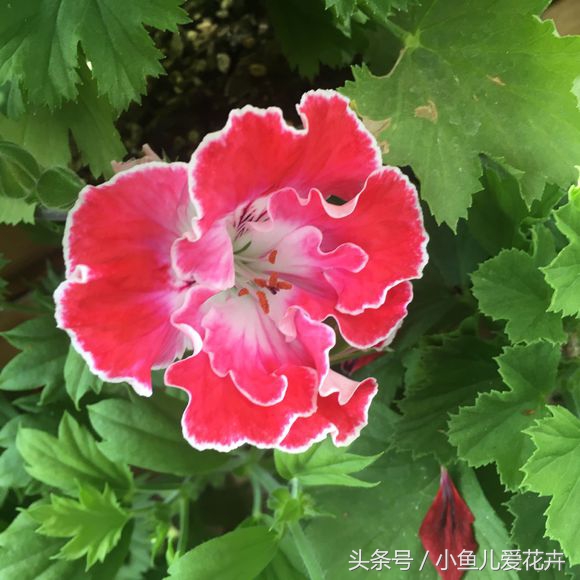 天竺葵常见的病虫害及防治方法,天竺葵锈病是由什么引起的病害