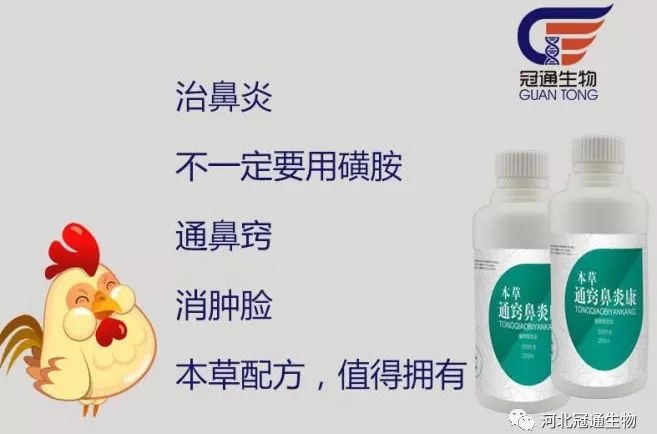 家禽会引起鼻炎吗,鸡鼻炎可以用青霉素吗