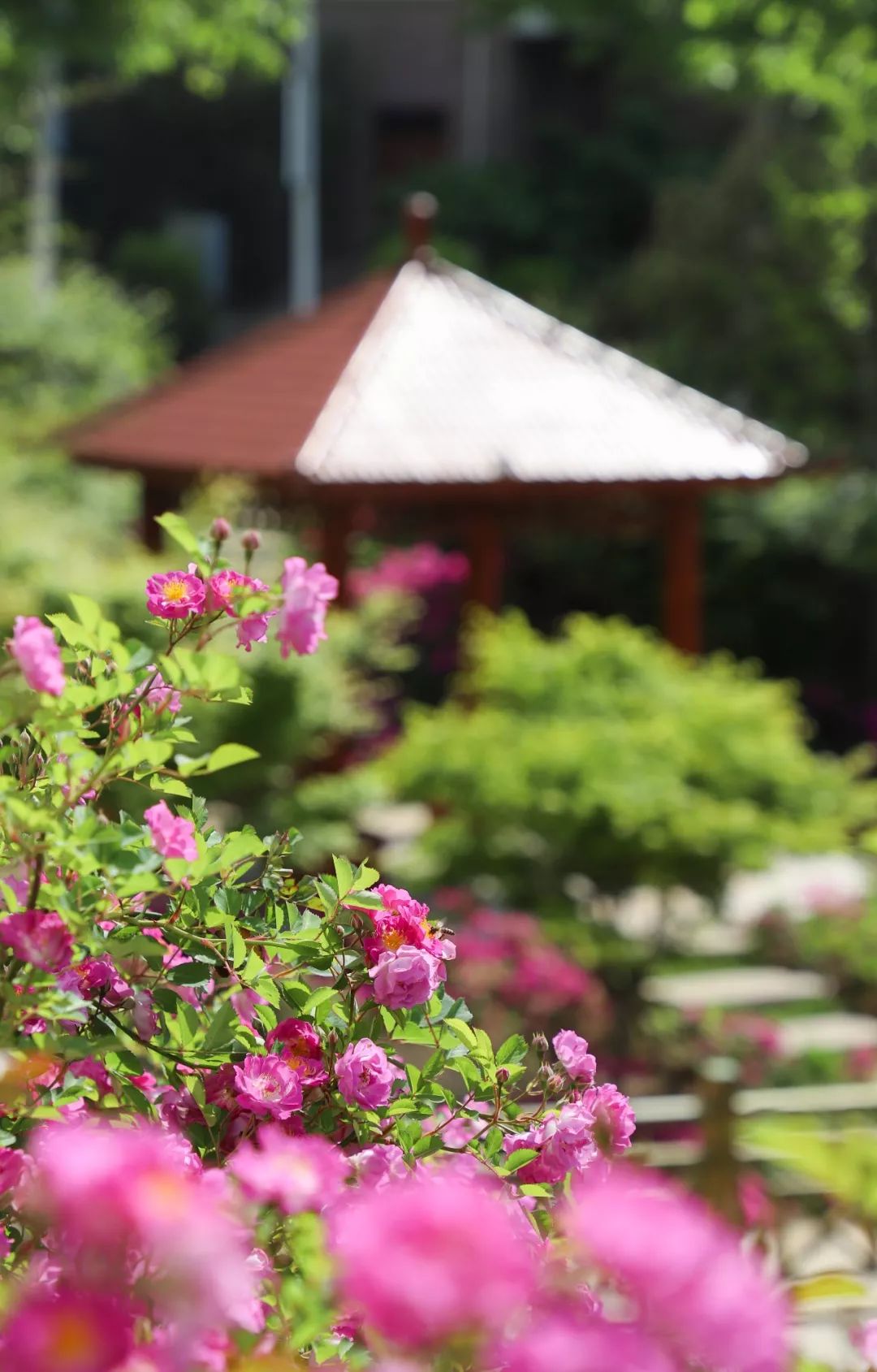 海大校花,海大双胞胎校花