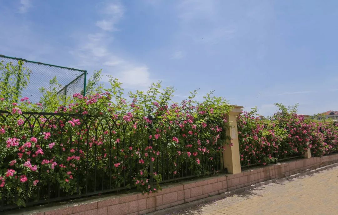 海大校花,海大双胞胎校花