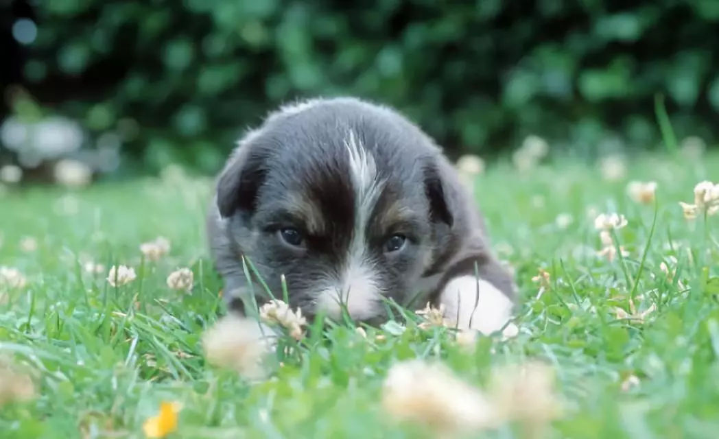 刚到家的狗狗晚上叫怎么办,为什么狗狗剃完毛晚上总是叫