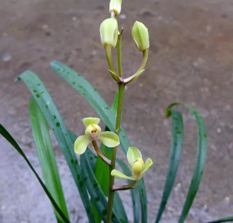 中华水仙-建兰四季兰新名品