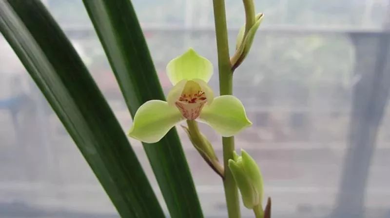 中华水仙-建兰四季兰新名品