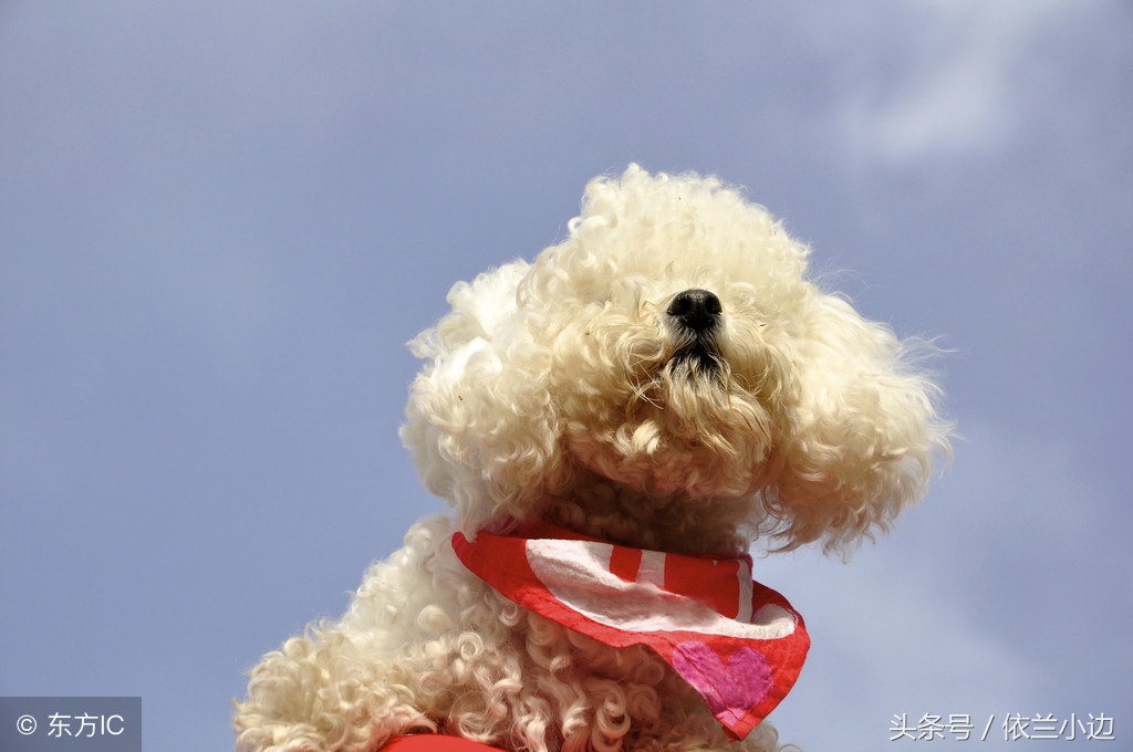 训犬教程二个月狗狗,棕色泰迪毛发变白怎样快速变回来