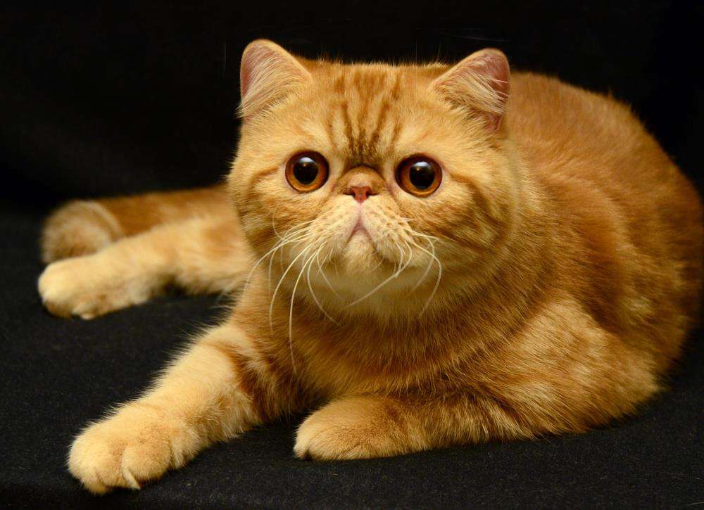 怎样知道猫咪的星座是什么座,十二星座的猫咪性格排名