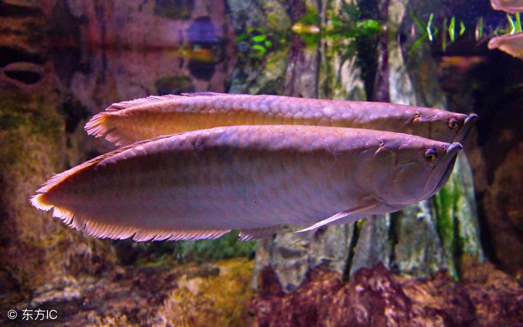 金头镇宅龙鱼,镇宅龙鱼放在什么方向