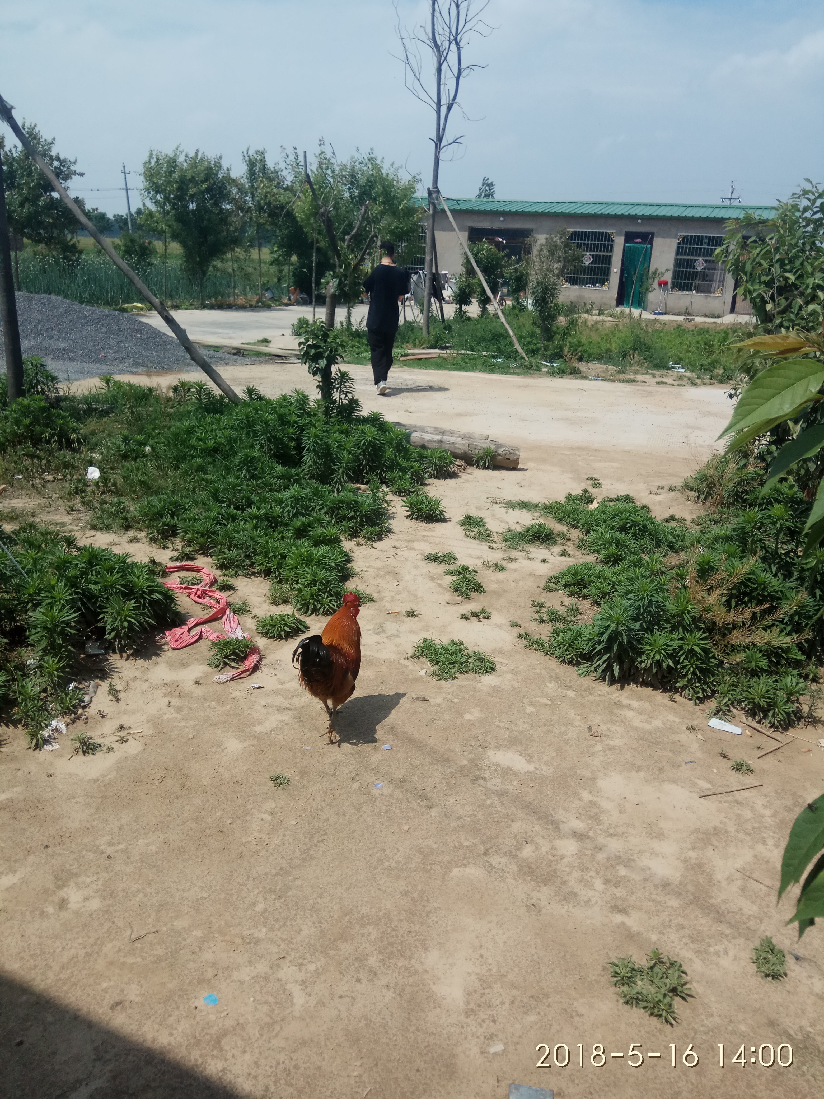 养猪生产中两针就能搞定的第三*猪种**病，内赠抢救腹泻仔猪偏方