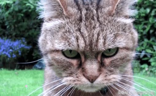 你见过猫咪喝水吗,猫咪是怎么出汗的