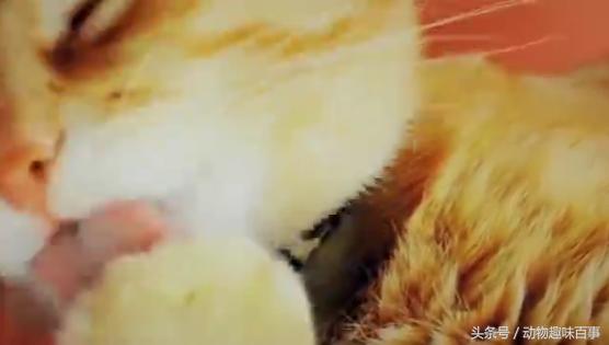 你见过猫咪喝水吗,猫咪是怎么出汗的