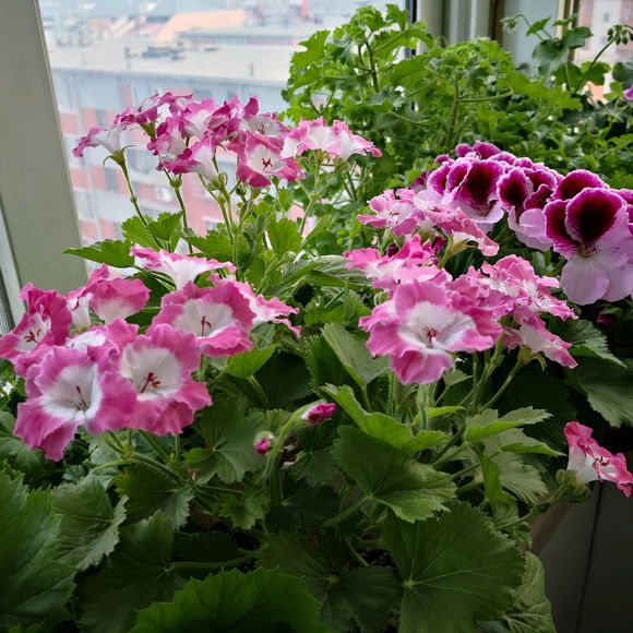 天竺葵为什么不爱生虫,天竺葵为什么不发侧芽呢