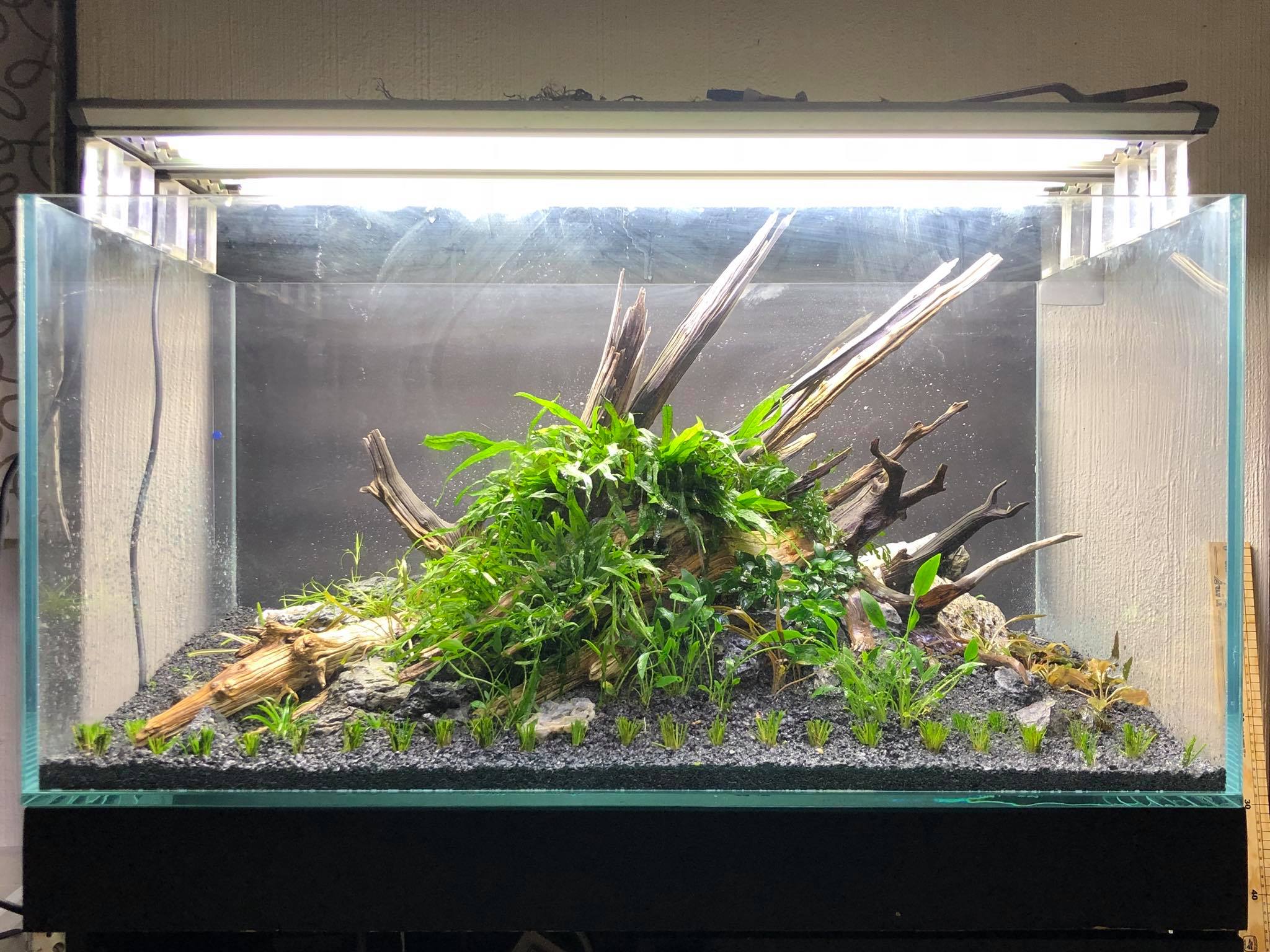 草缸的水草怎么搭配,新手草缸如何搭配水草