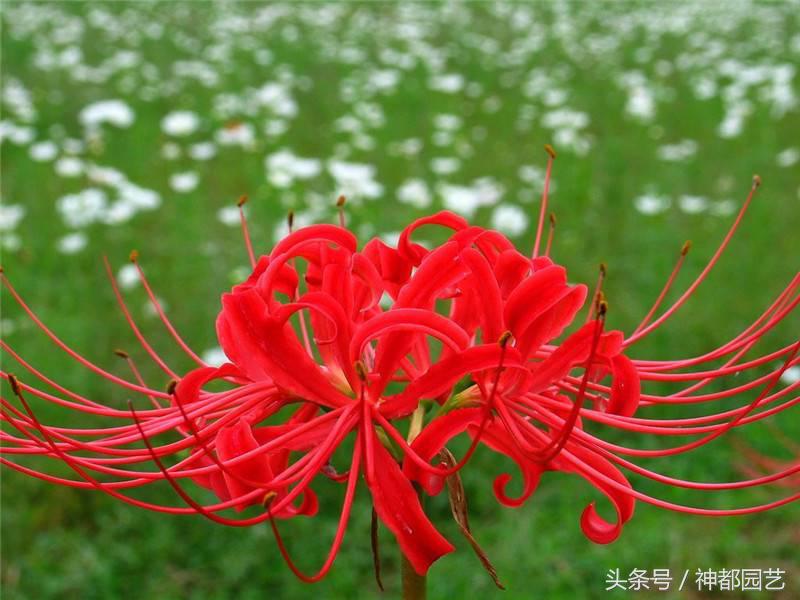 为什么曼珠沙华是死亡之花 (终有一日得见八百里黄泉曼珠沙华)