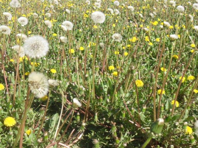 现在搞什么农业项目赚钱,做农业想赚钱必须要有新的模式