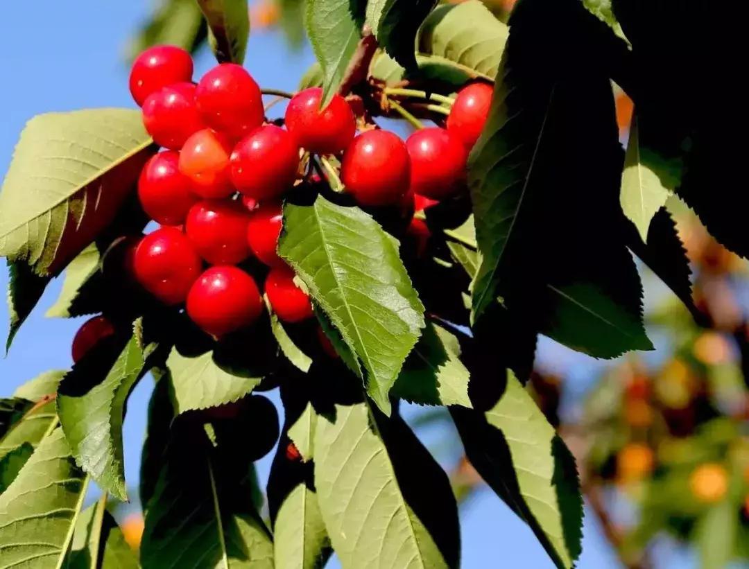 2020年烟台大棚樱桃采摘,最美樱桃季烟台露天大樱桃采摘啦