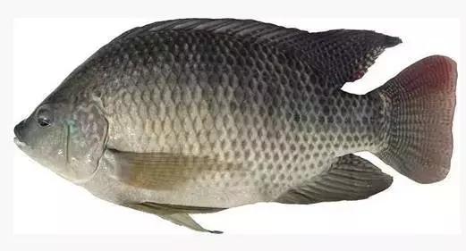 鲟鳇鱼黑龙江纯野生,黑龙江原来最大的鱼鳇鱼