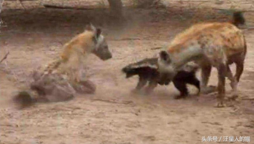 动物界的平头哥到底有多厉害,动物界的平头哥战斗