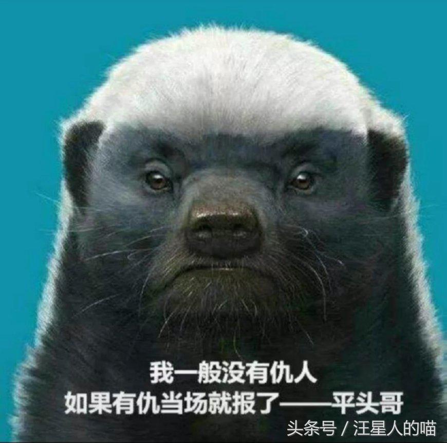 动物界的平头哥到底有多厉害,动物界的平头哥战斗