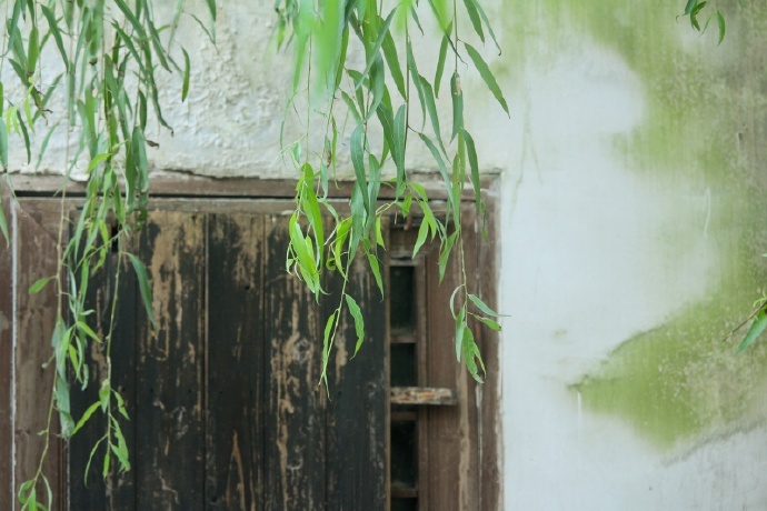 描写杨柳的诗句有哪些六年级下册,描写杨柳景色的优美句子