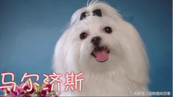 便宜又好养的狗狗小型犬,十大最认主的狗狗小型犬