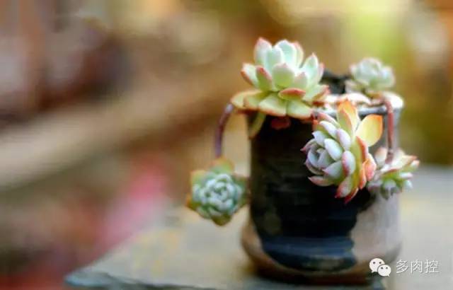 多肉宝珠徒长了怎么办,多肉徒长的原因及处理