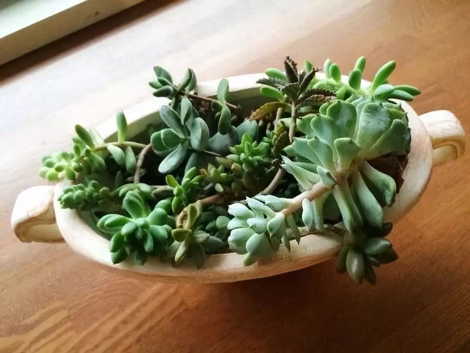 多肉宝珠徒长了怎么办,多肉徒长的原因及处理